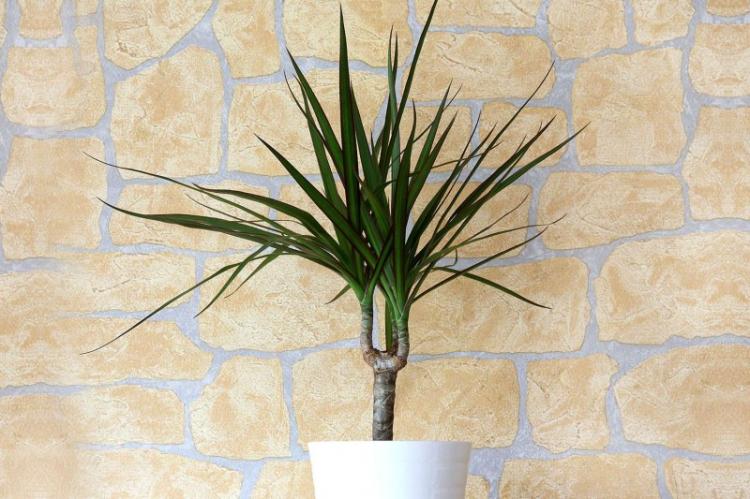 Dracaena (70 fotografií): typy a vlastnosti starostlivosti