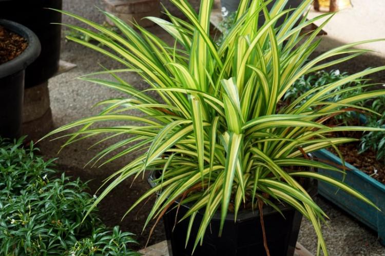 Všeobecné informácie - Dracaena Všeobecné informácie - Dracaena
