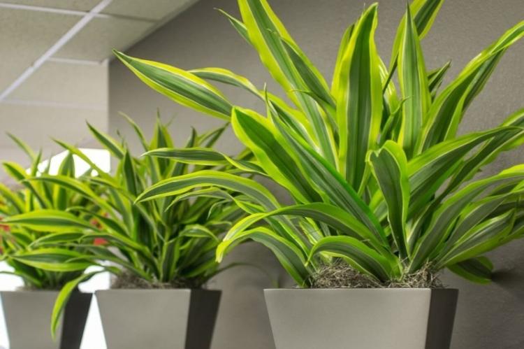 Vzhľad - Dracaena Vzhľad - Dracaena