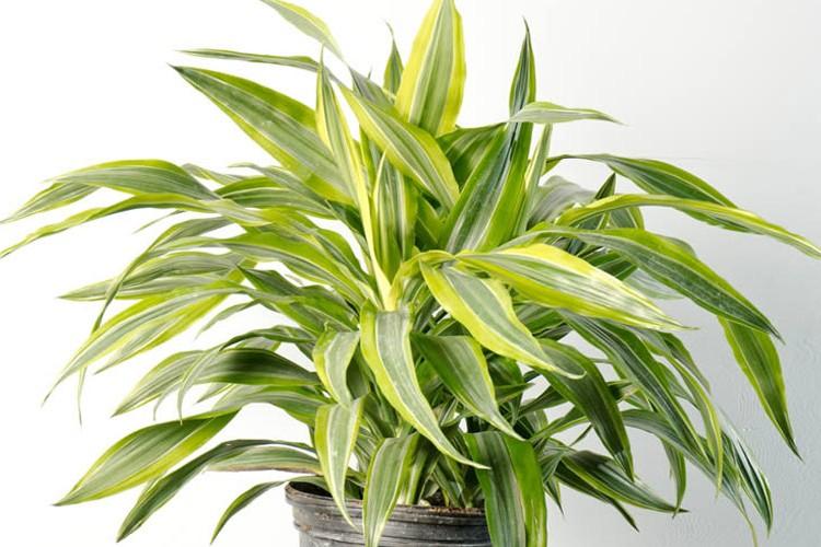 Derem Dracaena - Druhy Dracaena Derem Dracaena - Druhy Dracaena