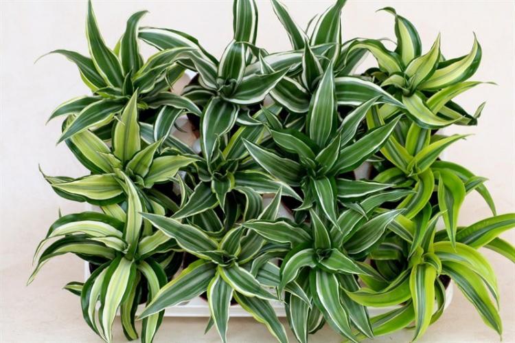 Derem Dracaena - Druhy Dracaena Derem Dracaena - Druhy Dracaena