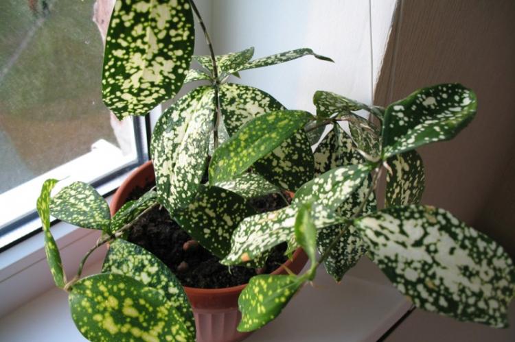 Dracaena Godsef - Druhy Dracaena Dracaena Godsef - Druhy Dracaena