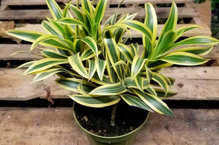 Dracaena unbent - Druhy dracaena Dracaena unbent - Druhy dracaena