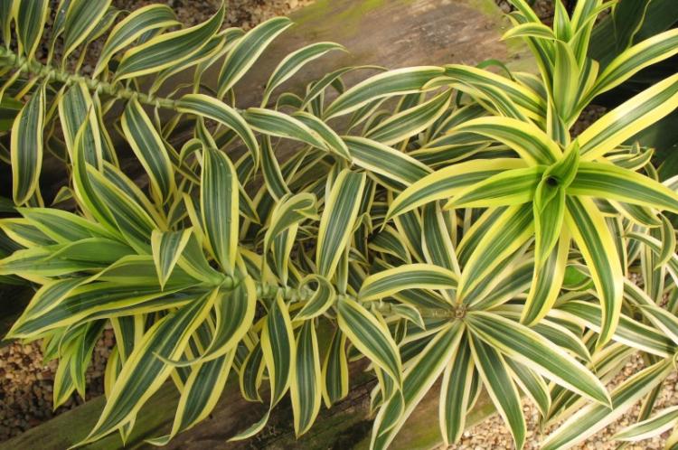 Dracaena unbent - Druhy dracaena Dracaena unbent - Druhy dracaena