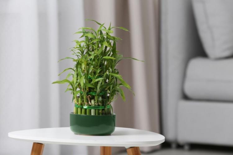 Dracaena Sandera - Druhy Dracaena Dracaena Sandera - Druhy Dracaena