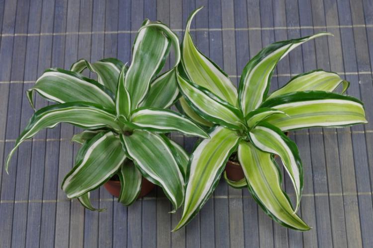Voňavá dracaena - druhy dracaena Voňavá dracaena - druhy dracaena