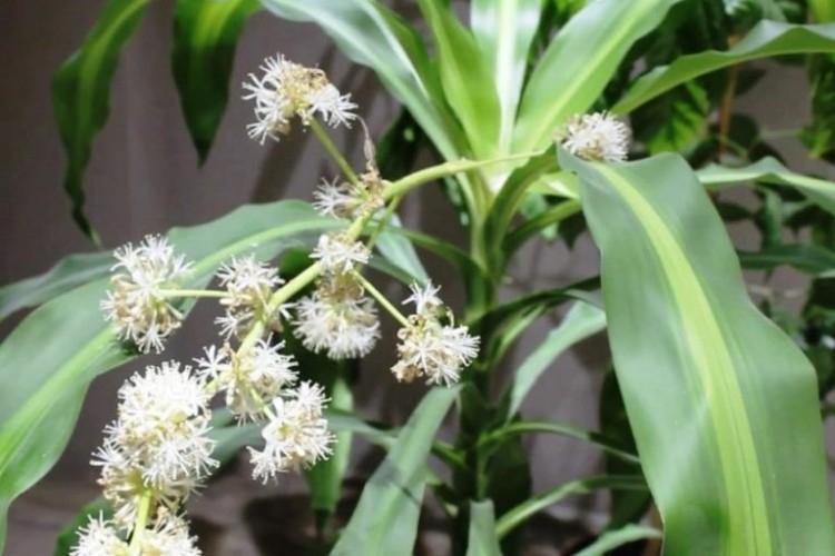 Voňavá dracaena - druhy dracaena Voňavá dracaena - druhy dracaena