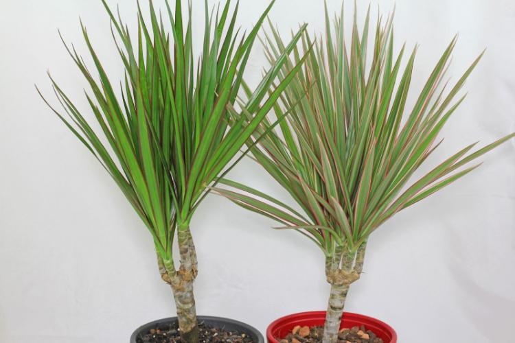 Dracaena Marginata - Druhy Dracaena Dracaena Marginata - Druhy Dracaena