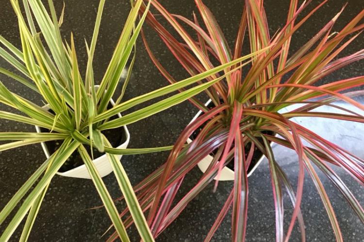 Teplota - starostlivosť o Dracaena Teplota - starostlivosť o Dracaena