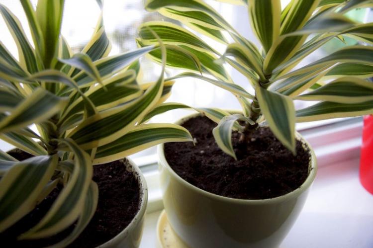 Svetlo - starostlivosť o Dracaena Svetlo - starostlivosť o Dracaena