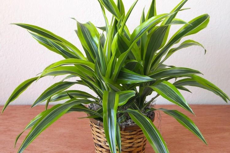 Svetlo - starostlivosť o Dracaena Svetlo - starostlivosť o Dracaena