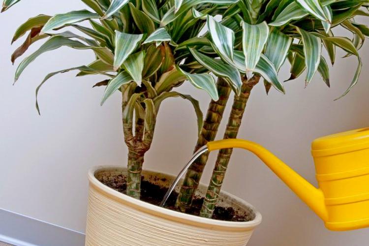 Polievanie - starostlivosť o Dracaena Polievanie - starostlivosť o Dracaena