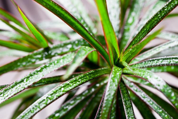 Polievanie - starostlivosť o Dracaena Polievanie - starostlivosť o Dracaena