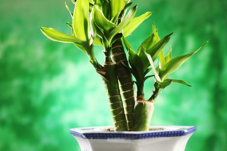 Hnojivá a kŕmenie - starostlivosť o Dracaena Hnojivá a kŕmenie - starostlivosť o Dracaena