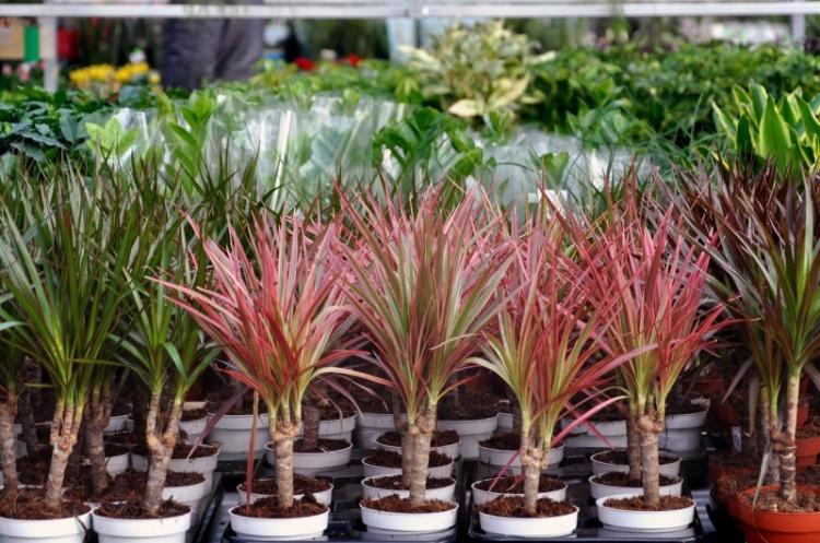 Transplantácia a reprodukcia - starostlivosť o Dracaena Transplantácia a reprodukcia - starostlivosť o Dracaena