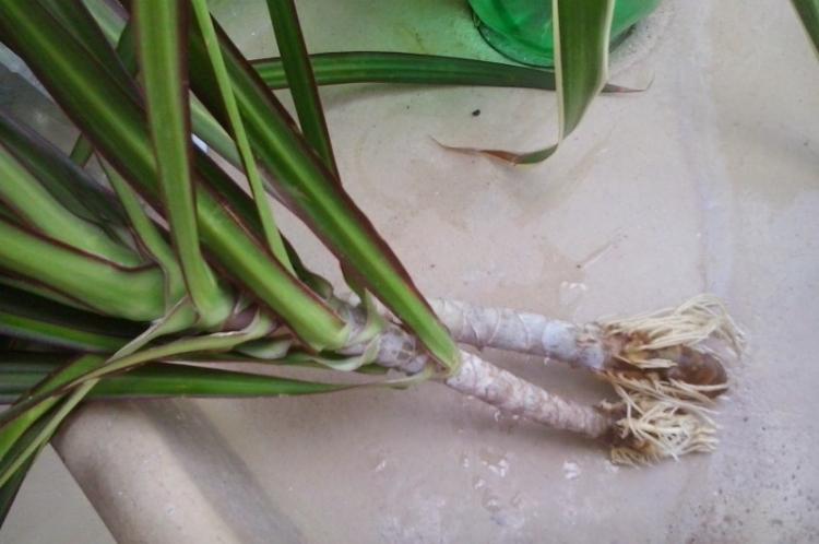 Transplantácia a reprodukcia - starostlivosť o Dracaena Transplantácia a reprodukcia - starostlivosť o Dracaena