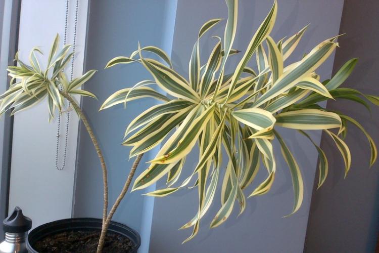 Kontrola škodcov a chorôb - Dracaena Kontrola škodcov a chorôb - Dracaena