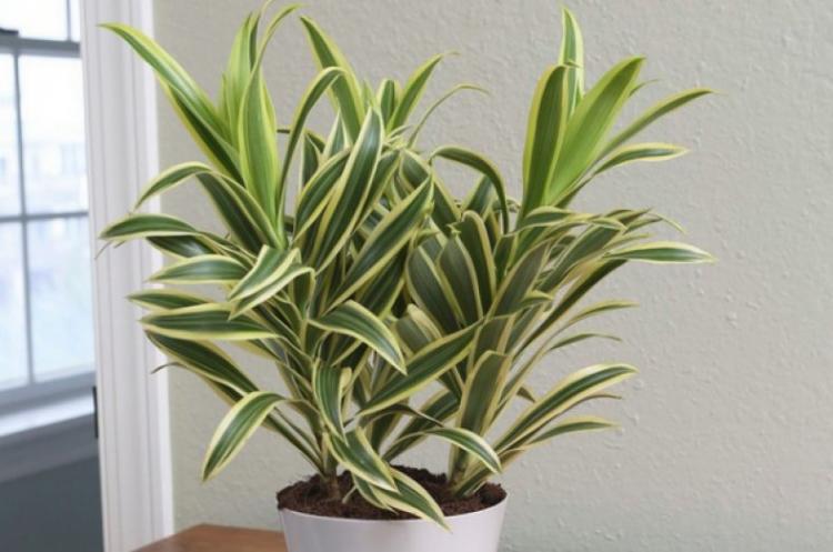 Dracaena - foto Dracaena - foto