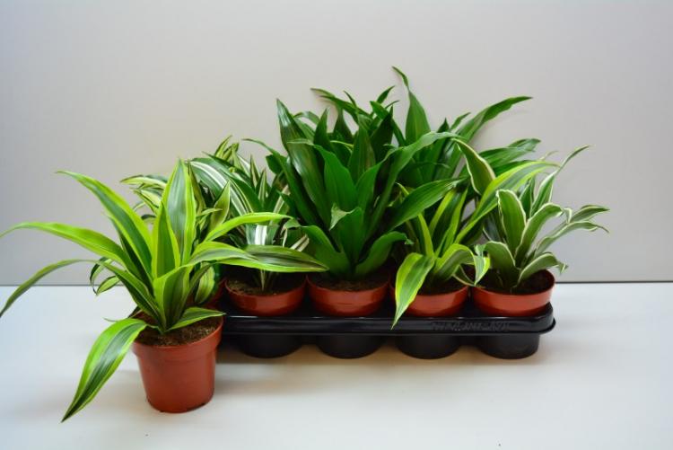 Dracaena - foto Dracaena - foto