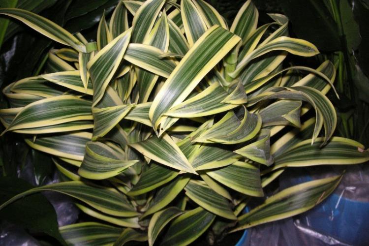 Dracaena - foto Dracaena - foto