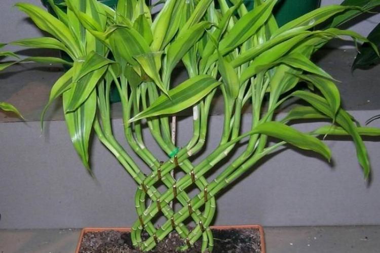 Dracaena - foto Dracaena - foto