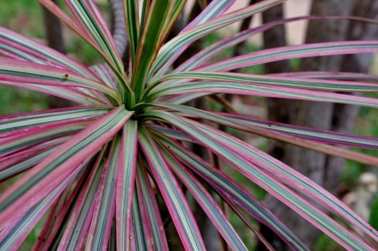 Dracaena - foto Dracaena - foto