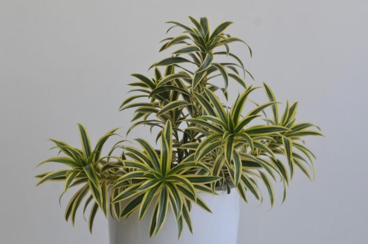 Dracaena - foto Dracaena - foto