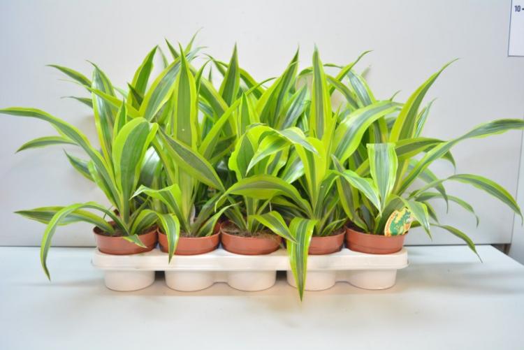 Dracaena - foto Dracaena - foto