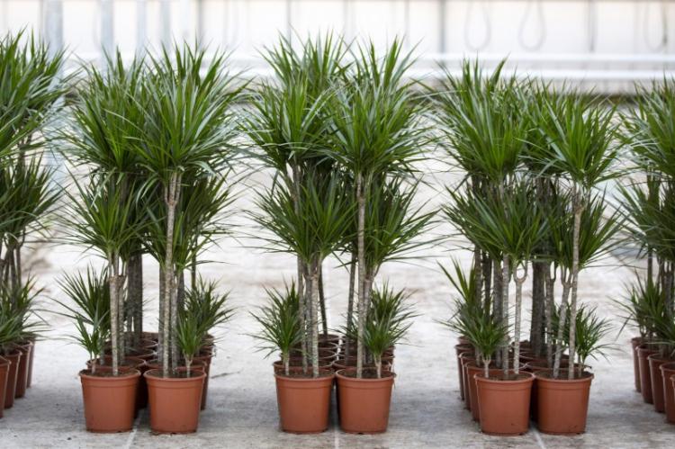 Dracaena - foto Dracaena - foto