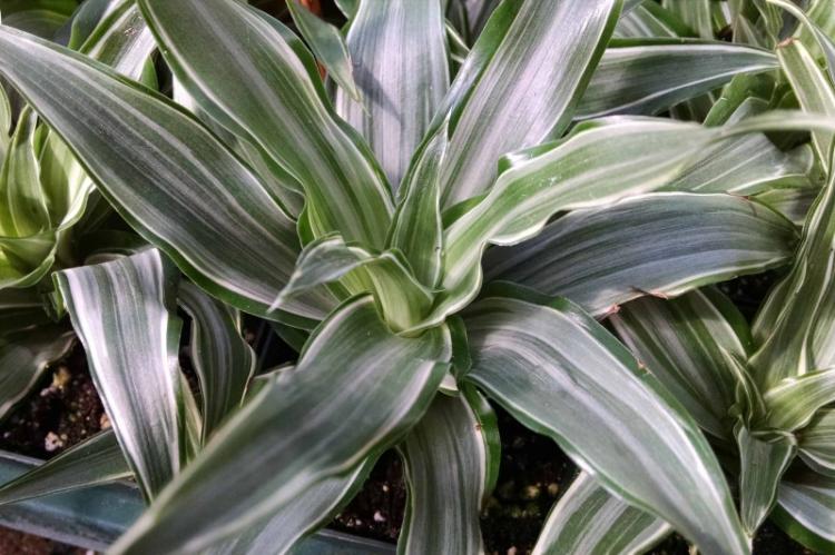 Dracaena - foto Dracaena - foto
