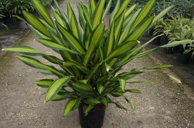 Dracaena - foto Dracaena - foto