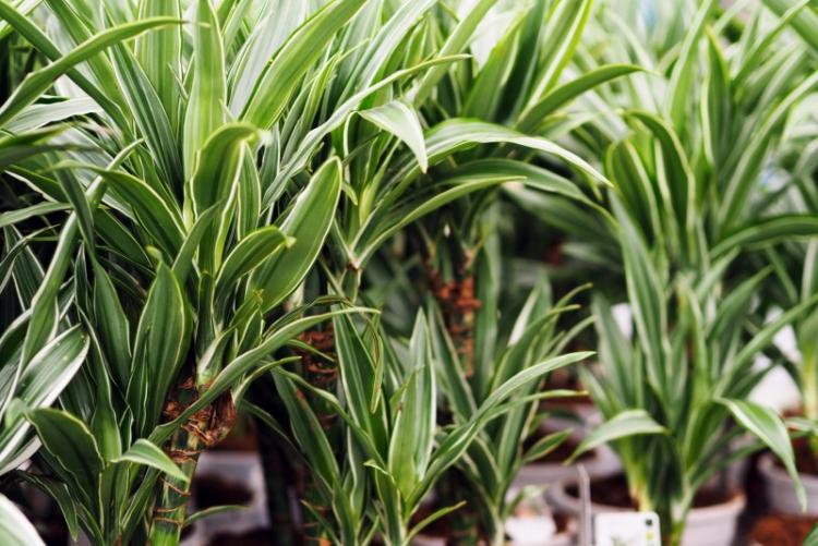 Dracaena - foto Dracaena - foto