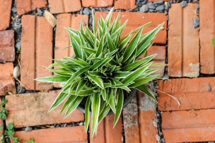 Dracaena - foto Dracaena - foto