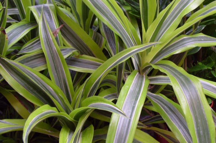 Dracaena - foto Dracaena - foto