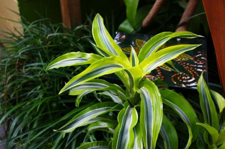 Dracaena - foto Dracaena - foto
