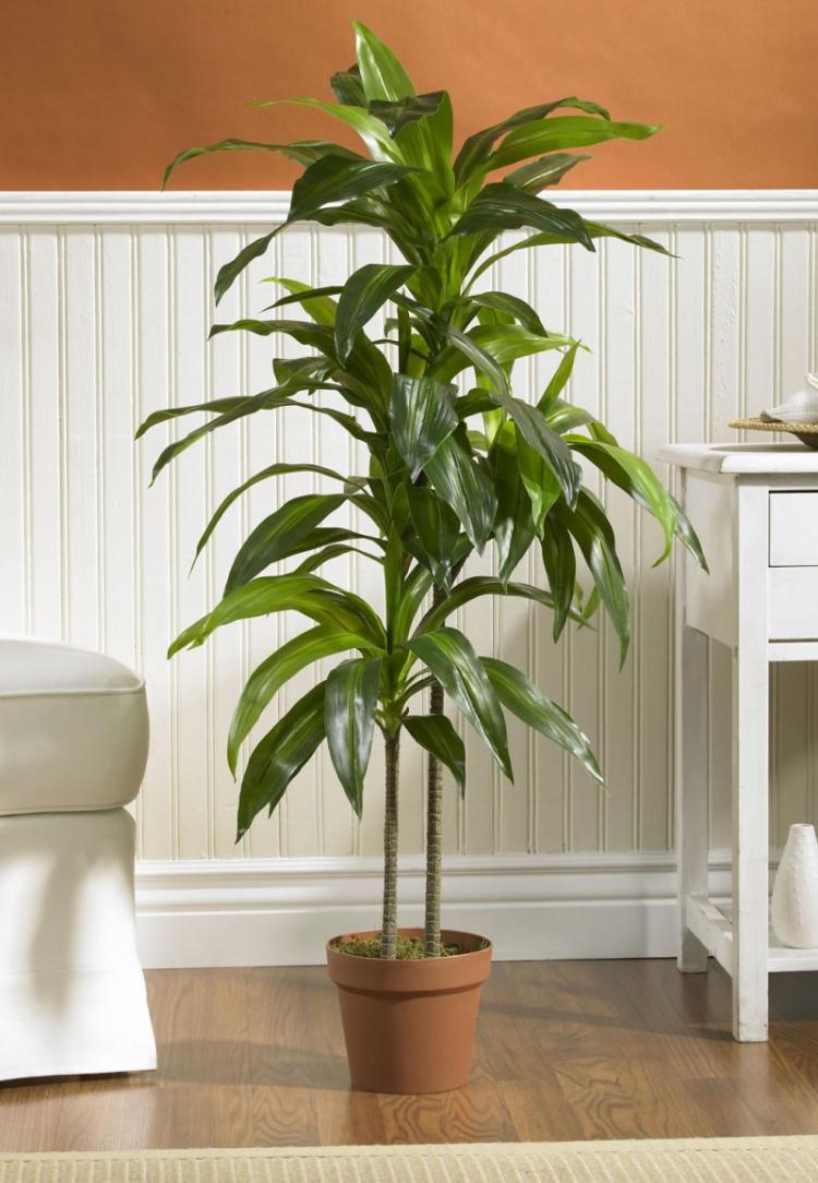 Dracaena - foto Dracaena - foto