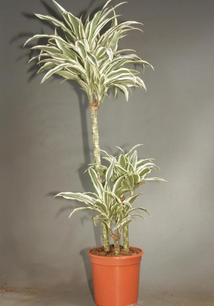Dracaena - foto Dracaena - foto