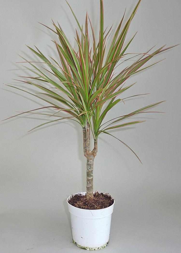 Dracaena - foto Dracaena - foto