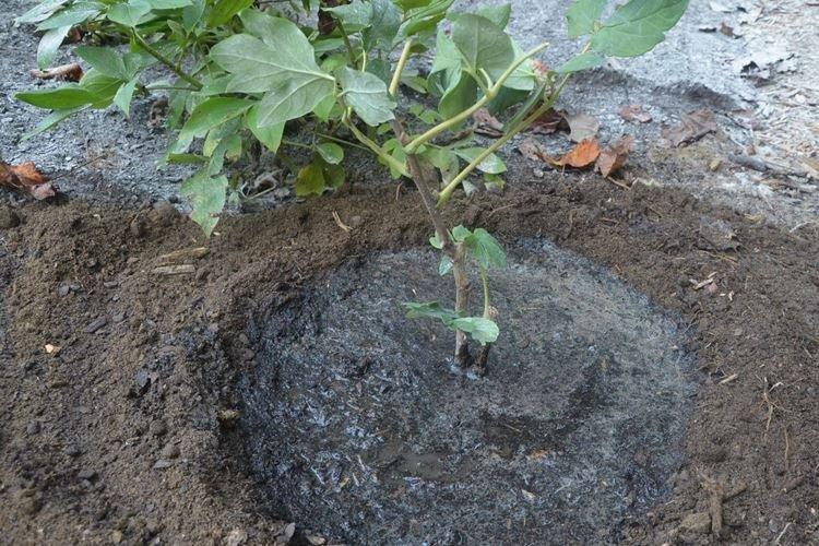 Pôda a hnojivá - Starostlivosť o pivonku Pôda a hnojivá - Starostlivosť o pivonku