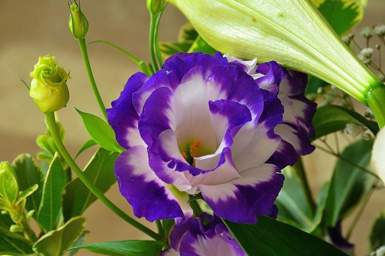 Eustoma (70 fotografií): typy a vlastnosti starostlivosti Eustoma (70 fotografií): typy a vlastnosti starostlivosti