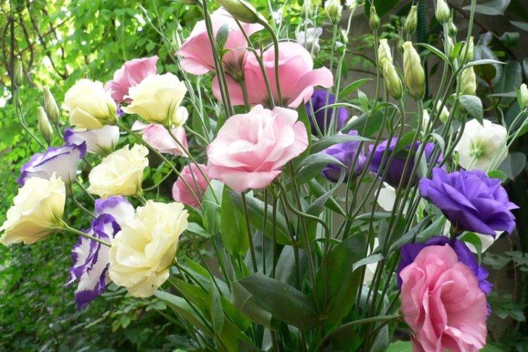 Všeobecné informácie - Eustoma Všeobecné informácie - Eustoma