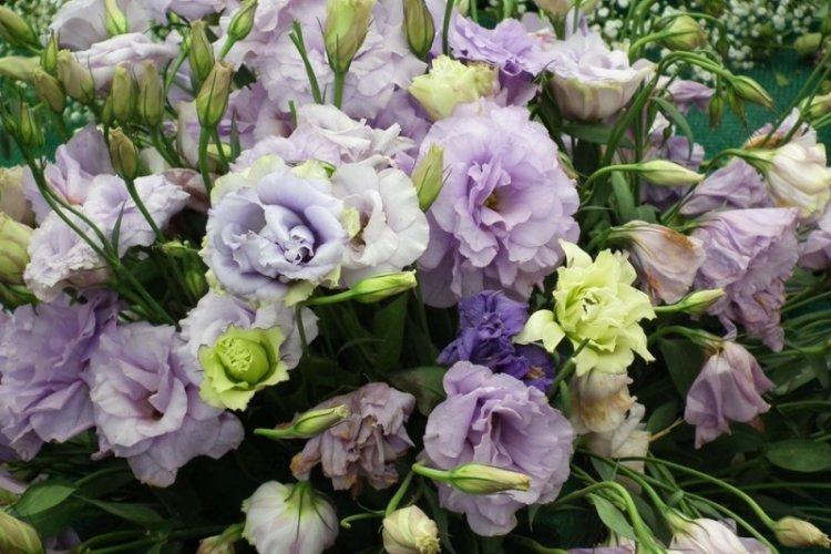 Všeobecné informácie - Eustoma Všeobecné informácie - Eustoma