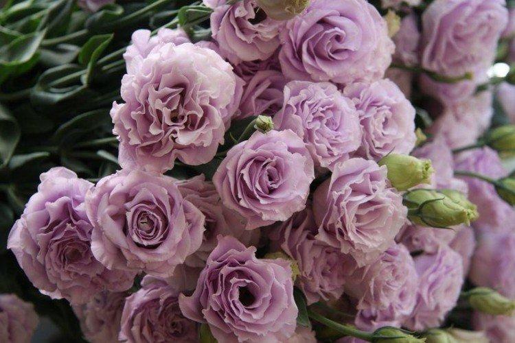 Eustoma Rosina Lavender - druhy eustoma Eustoma Rosina Lavender - druhy eustoma