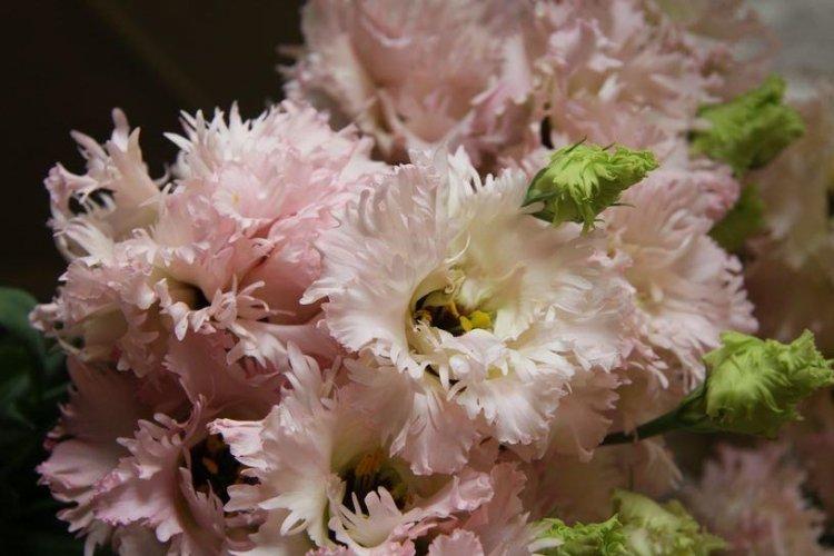 Eustoma Beppin -San - druh Eustoma Eustoma Beppin -San - druh Eustoma