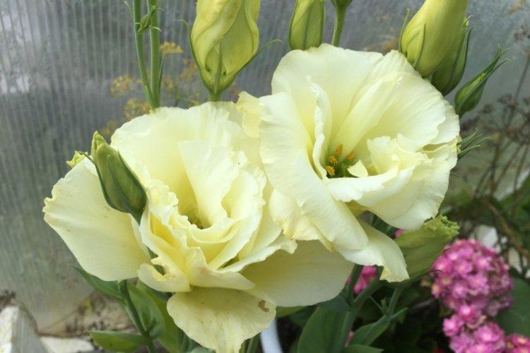Eustoma Yellow - Druhy eustoma Eustoma Yellow - Druhy eustoma