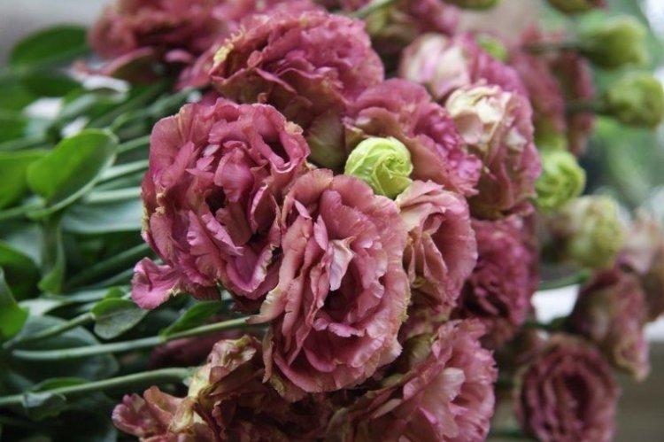 Eustoma Amber double marron - Druhy eustoma Eustoma Amber double marron - Druhy eustoma