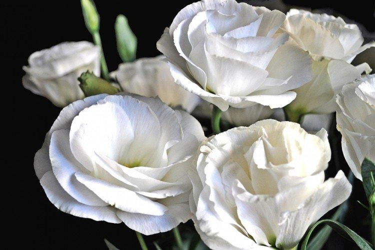Eustoma Pure White - Druhy eustoma Eustoma Pure White - Druhy eustoma