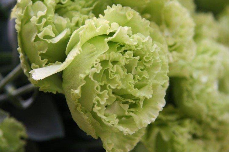 Eustoma Fringe mäta zelená - druh Eustoma Eustoma Fringe mäta zelená - druh Eustoma