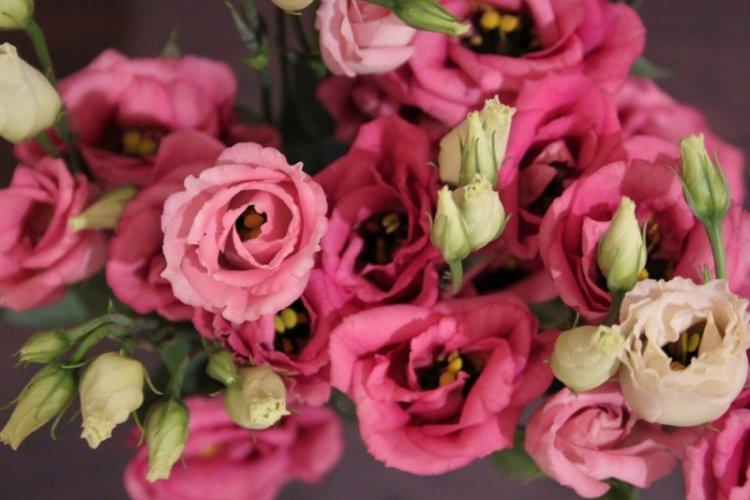 Eustoma Carmine - Druhy eustoma Eustoma Carmine - Druhy eustoma