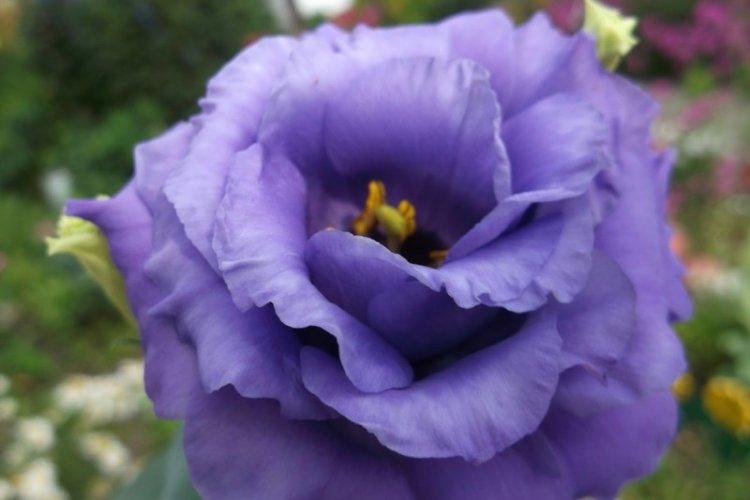 Eustoma Blue Flash - druhy eustoma Eustoma Blue Flash - druhy eustoma